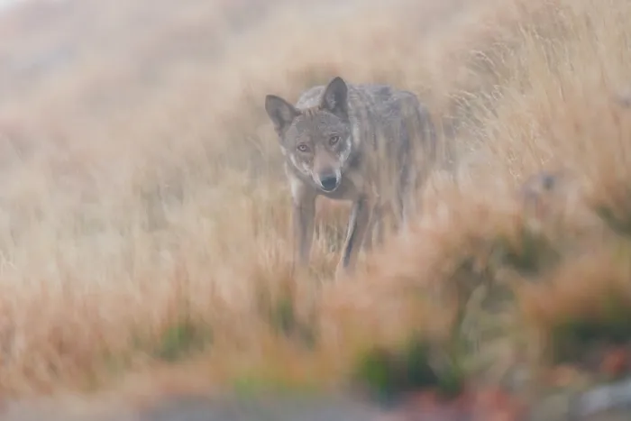 Framed Print : Apennine wolf (Canis lupus italicus) patrolling its territory near an alpine skyline, Alpi Apuane, Geopark UNESCO, Tuscany, Italy. November Framed Print : Apennine wolf (Canis lupus italicus) patrolling its territory near an alpine skyline, Alpi Apuane, Geopark UNESCO, Tuscany, Italy. November