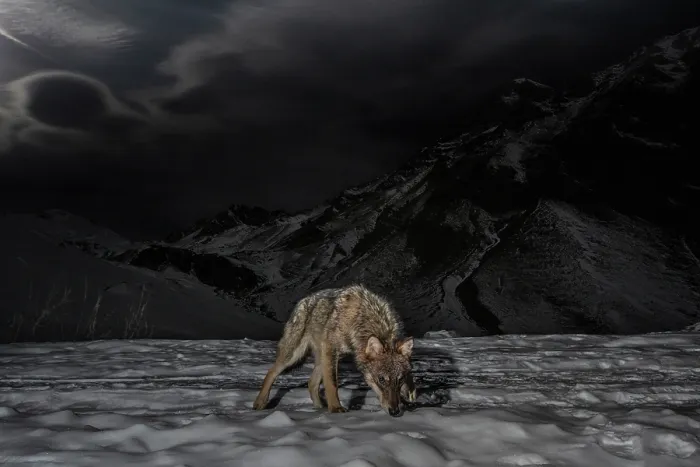Framed Print : Apennine wolf (Canis lupus italicus) patrolling its territory in winter, Mont Avic Natural Park, Aosta Valley, Alps, Italy. December Framed Print : Apennine wolf (Canis lupus italicus) patrolling its territory in winter, Mont Avic Natural Park, Aosta Valley, Alps, Italy. December