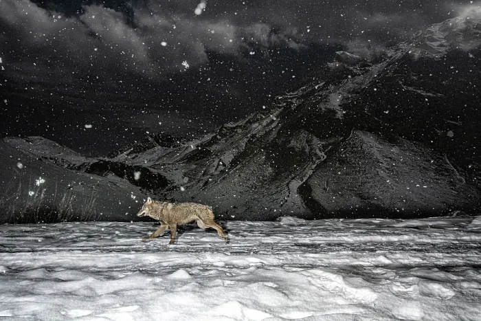 Framed Print : Apennine wolf (Canis lupus italicus) patrolling its territory in winter, Mont Avic Natural Park, Aosta Valley, Alps, Italy. December Framed Print : Apennine wolf (Canis lupus italicus) patrolling its territory in winter, Mont Avic Natural Park, Aosta Valley, Alps, Italy. December
