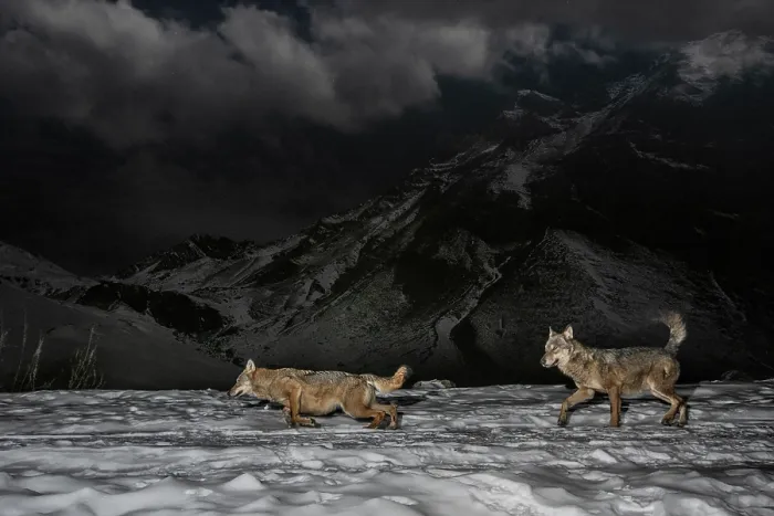 Framed Print : Two Apennine wolves (Canis lupus italicus) walking over snow at night, Mont Avic Natural Park, Aosta Valley, Alps, Italy. December Framed Print : Two Apennine wolves (Canis lupus italicus) walking over snow at night, Mont Avic Natural Park, Aosta Valley, Alps, Italy. December