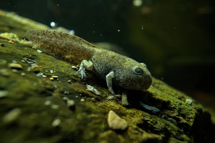 Framed Print : Apennine yellow-bellied toad (Bombina variegata pachypus) froglet undergoing metamorphosis in stream, Italy Framed Print : Apennine yellow-bellied toad (Bombina variegata pachypus) froglet undergoing metamorphosis in stream, Italy