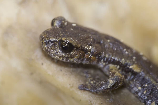 Apennines  /  Italian cave salamander (Speleomantes italicus) portrait, San Marino