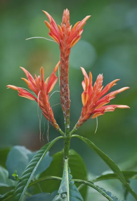 Framed Print : Aphelandra (Acanthus sp) flowering. Oahu, Hawaii, February