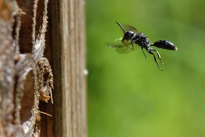Framed Print : Aphid wasp (Pemphredon sp.) flying towards burrow in an insect hotel carrying a paralysed Rose aphid (Macrosiphum rosae) prey, Wiltshire garden, UK. August Framed Print : Aphid wasp (Pemphredon sp.) flying towards burrow in an insect hotel carrying a paralysed Rose aphid (Macrosiphum rosae) prey, Wiltshire garden, UK. August