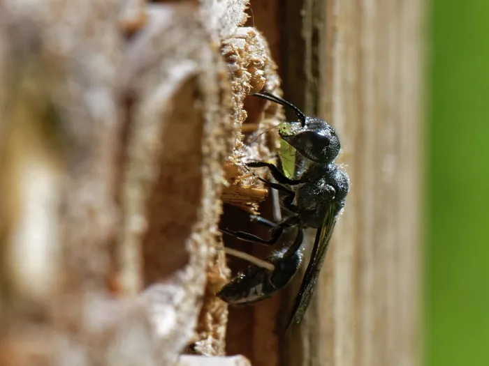 Framed Print : Aphid wasp (Pemphredon sp.) at entrance to nest burrow in an insect hotel carrying a paralysed Rose aphid (Macrosiphum rosae) prey, Wiltshire garden, UK. August
