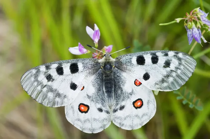 Framed Print : Apollo butterfly (Parnassius apollo) on flowers, Fliess, Naturpark Kaunergrat, Tirol