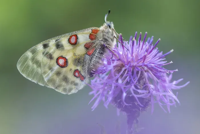 Framed Print : Apollo butterfly (Parnassius apollo) on knapweed flower, Aosta Valley, Gran Paradiso National Park Framed Print : Apollo butterfly (Parnassius apollo) on knapweed flower, Aosta Valley, Gran Paradiso National Park