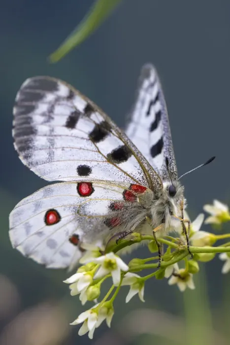 Framed Print : Apollo butterfly (Parnassius apollo) Nordtirol, Austrian Alps. June Framed Print : Apollo butterfly (Parnassius apollo) Nordtirol, Austrian Alps. June