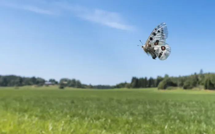 Framed Print : Apollo (Parnassius apollo) butterfly female in flight over field Framed Print : Apollo (Parnassius apollo) butterfly female in flight over field