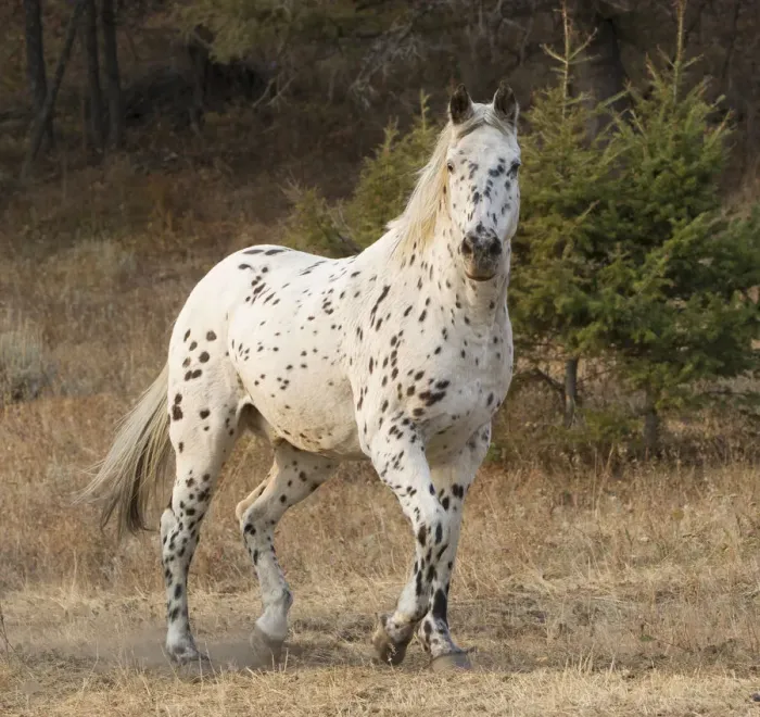 Framed Print : Appaloosa horse in ranch, Martinsdale, Montana, USA Framed Print : Appaloosa horse in ranch, Martinsdale, Montana, USA