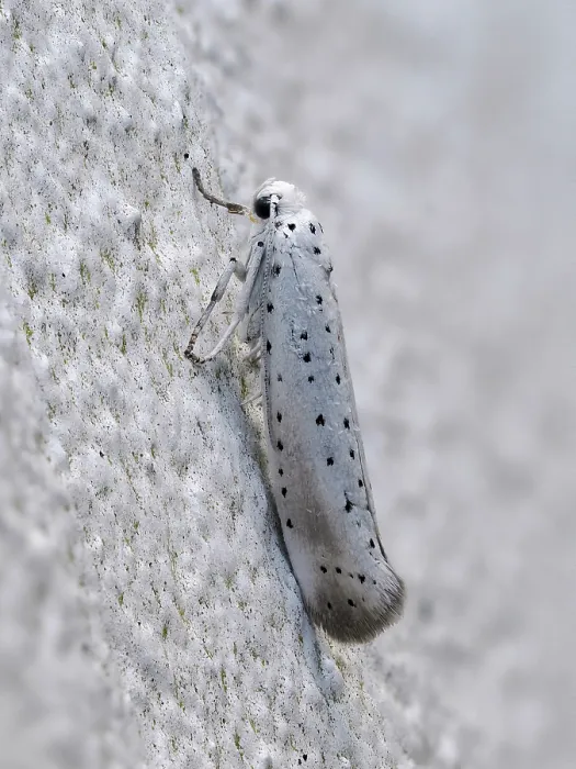 Framed Print : Apple ermine moth (Yponomeuta malinellus) resting on wall, Hertfordshire, England, UK. July. Focus stacked Framed Print : Apple ermine moth (Yponomeuta malinellus) resting on wall, Hertfordshire, England, UK. July. Focus stacked