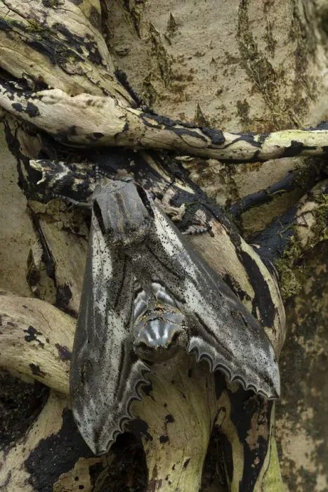 Framed Print : Apple hawk-moth (Langia zenzeroides formosana), Hsssinchu County, Taiwan