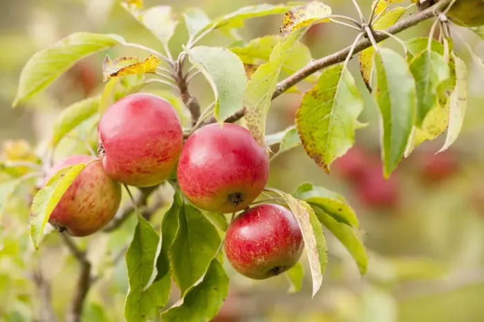 Framed Print : Apples (Malus domestica) growing in traditional orchard at Cotehele National Trust property Framed Print : Apples (Malus domestica) growing in traditional orchard at Cotehele National Trust property