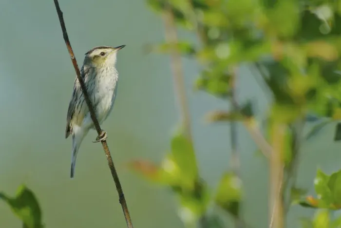 Framed Print : Aquatic Warbler (Acrocephalus paludicola) Framed Print : Aquatic Warbler (Acrocephalus paludicola)