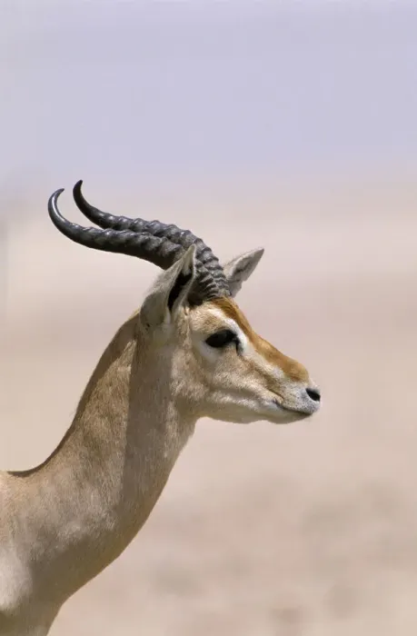 Framed Print : Arabian gazelle (Gazella gazella), Jaluni, Oman, May Framed Print : Arabian gazelle (Gazella gazella), Jaluni, Oman, May