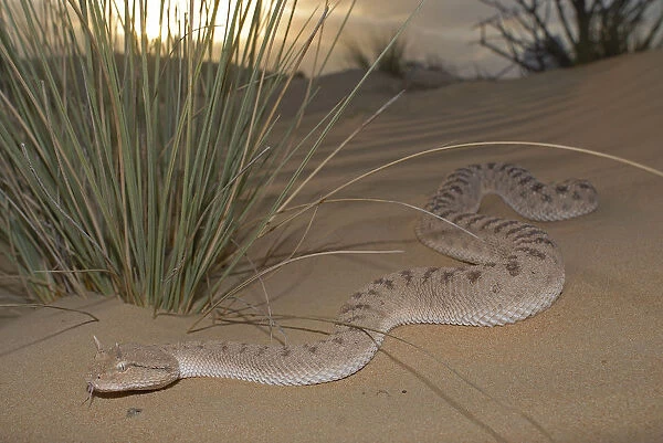 Arabian Horned Viper (Cerastes gasperetti) in desert, Sharjah, UAE