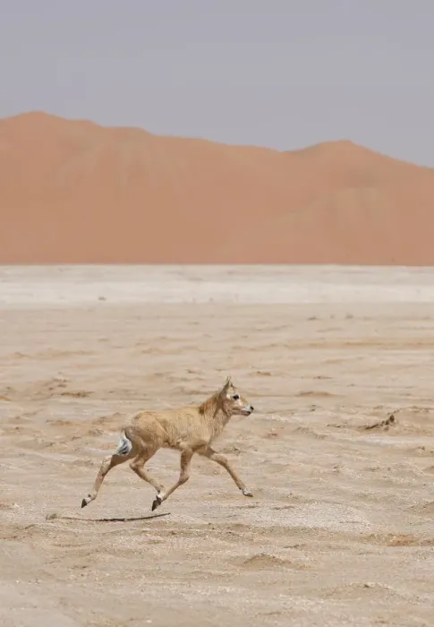Framed Print : Arabian oryx {Oryx leucoryx} calf being released into the wild after captivity, Abu Dhabi Framed Print : Arabian oryx {Oryx leucoryx} calf being released into the wild after captivity, Abu Dhabi