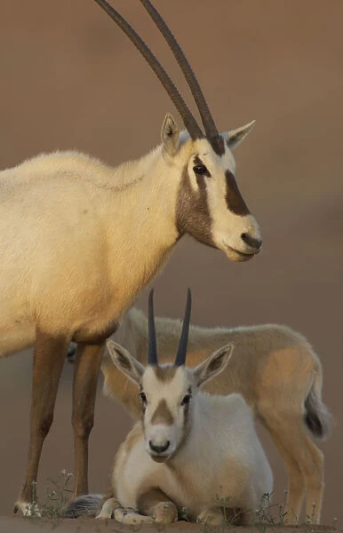 Arabian oryx (Oryx leucoryx) family, Dubai Desert available as Framed  Prints, Photos, Wall Art and Photo Gifts #18783318
