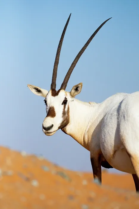 Framed Print : Arabian oryx (Oryx leucoryx) head portrait, Dubai Desert Conservation Reserve, Dubai, UAE Framed Print : Arabian oryx (Oryx leucoryx) head portrait, Dubai Desert Conservation Reserve, Dubai, UAE