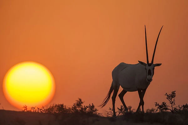 Arabian Oryx (Oryx leucoryx) at sunset. Previously extinct in the wild, their conservation