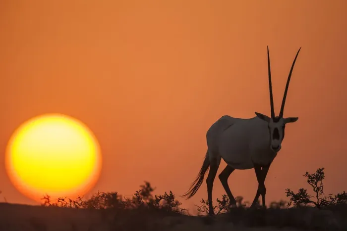Framed Print : Arabian Oryx (Oryx leucoryx) at sunset. Previously extinct in the wild, their conservation Framed Print : Arabian Oryx (Oryx leucoryx) at sunset. Previously extinct in the wild, their conservation