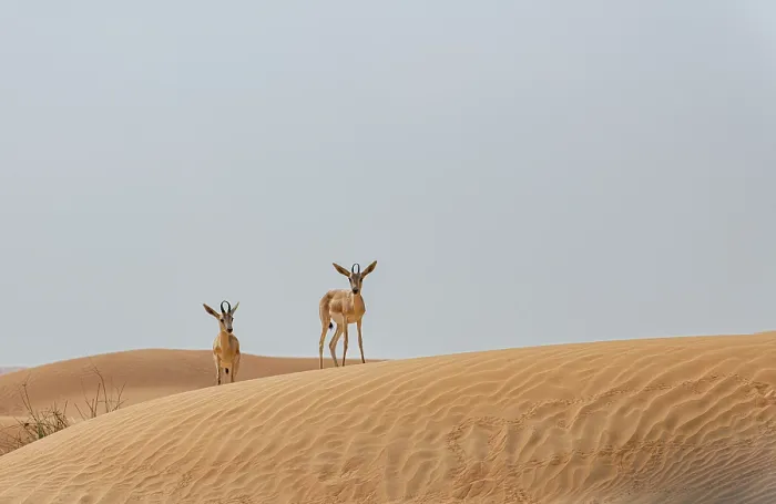 Framed Print : Arabian sand gazelles (Gazella arabica) standing on sand dunes, Dubai Desert Conservation Area, Dubai, United Arab Emirates Framed Print : Arabian sand gazelles (Gazella arabica) standing on sand dunes, Dubai Desert Conservation Area, Dubai, United Arab Emirates