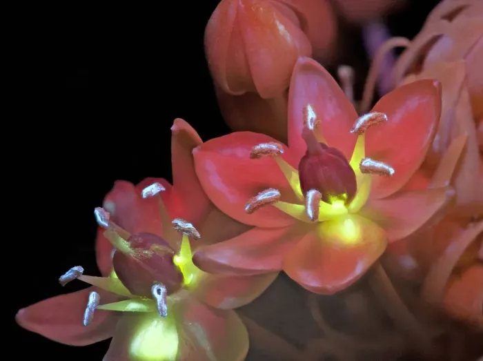 Framed Print : Arabian star flower (Ornithogalum arabicum) in UV light with exposed nectar fluorescing yellow Framed Print : Arabian star flower (Ornithogalum arabicum) in UV light with exposed nectar fluorescing yellow