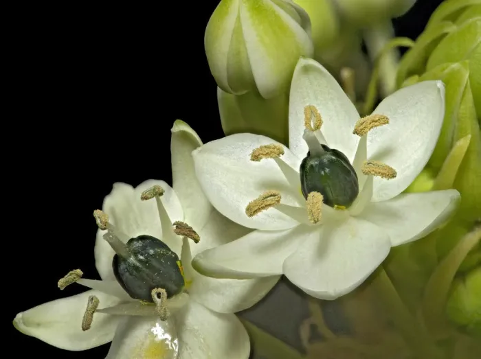 Framed Print : Arabian star flower (Ornithogalum arabicum) in visible light. Nectar visible in lower flower Framed Print : Arabian star flower (Ornithogalum arabicum) in visible light. Nectar visible in lower flower