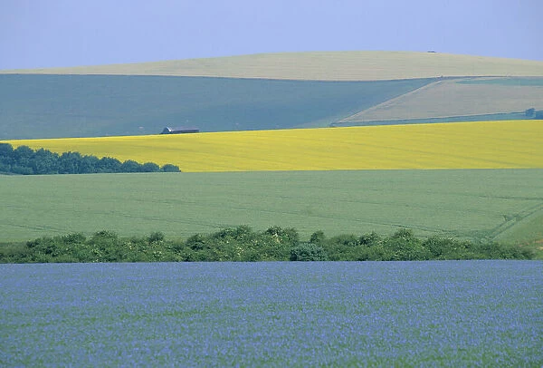 Arable crops in patchwork landscape. Oil seed rape, wheat and Flax. Wiltshire, UK linseed
