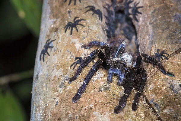 Arboreal tarantula (Lampropelma sp. ) female guarding spiderlings at entrance to hollow