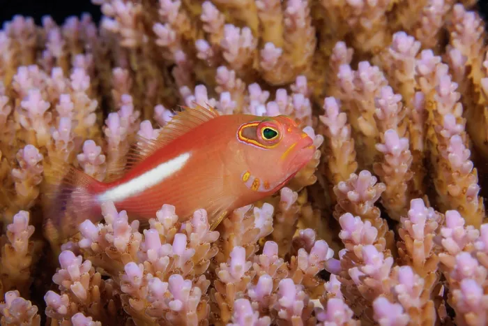 Framed Print : Arc-eye hawkfish (Paracirrhites arcatus) portrait, Yap, Federated States of Micronesia, Pacific Ocean Framed Print : Arc-eye hawkfish (Paracirrhites arcatus) portrait, Yap, Federated States of Micronesia, Pacific Ocean
