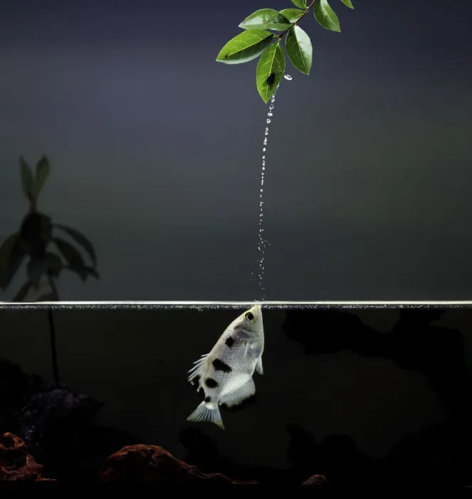 Framed Print : Archer fish {Toxotes chatareus} jetting water to catch a fly on vegetation above. Captive Framed Print : Archer fish {Toxotes chatareus} jetting water to catch a fly on vegetation above. Captive