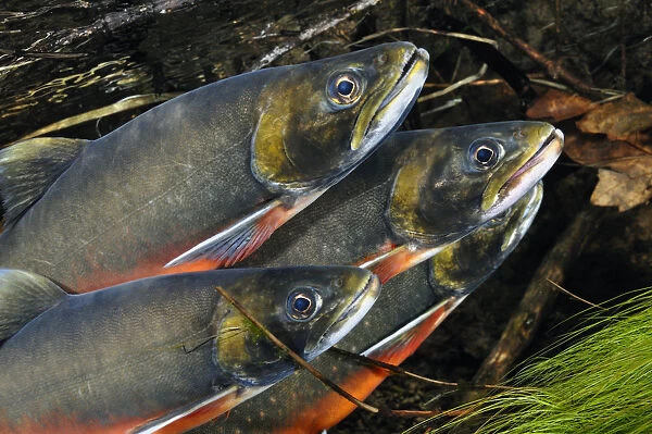 Arctic charr (Salvelinus alpinus) males showing breeding colours, in spawning river