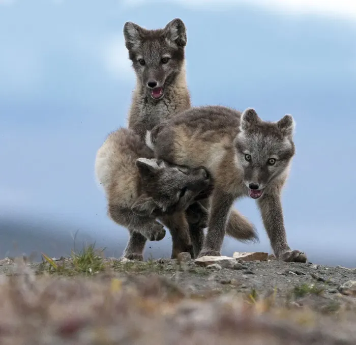 Framed Print : Arctic fox (Alopex lagopus) juveniles play fighting, Wrangel Island, Far East Russia Framed Print : Arctic fox (Alopex lagopus) juveniles play fighting, Wrangel Island, Far East Russia