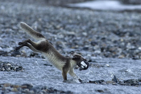 Arctic fox (Alopex lagopus) running carrying prey, Alkehornet, Svalbard, Norway