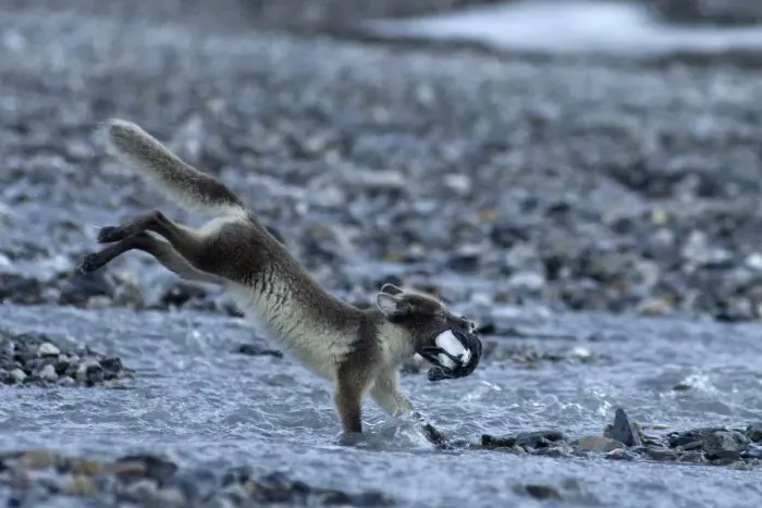 Framed Print : Arctic fox (Alopex lagopus) running carrying prey, Alkehornet, Svalbard, Norway