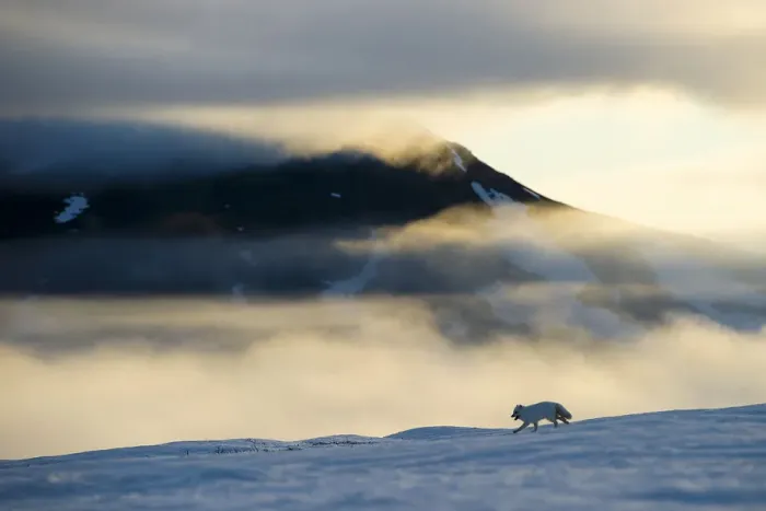 Framed Print : Arctic fox (Alopex lagopus) running in snowy landscape with mountains behind, Wrangel Island Framed Print : Arctic fox (Alopex lagopus) running in snowy landscape with mountains behind, Wrangel Island