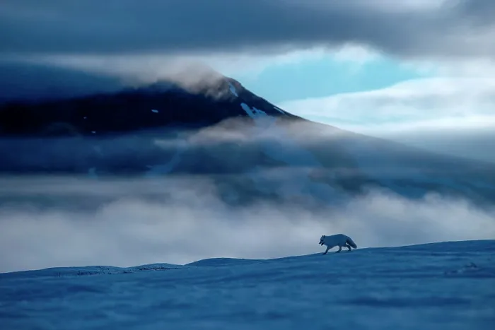 Framed Print : Arctic fox (Alopex lagopus) running in snowy landscape with mountains behind, Wrangel Island, Far East Russia. May