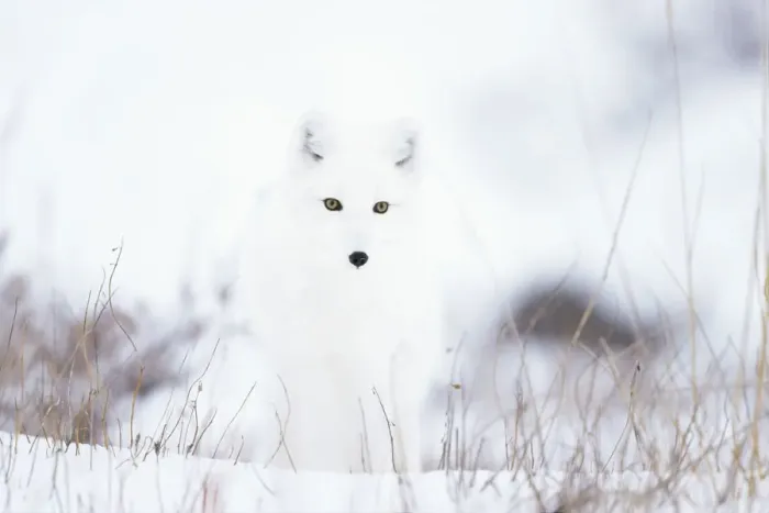 Framed Print : Arctic fox (Alopex lagopus) in snow, Churchill, Canada