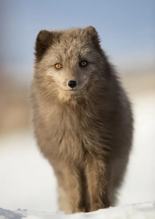 Framed Print : Arctic fox (Alopex lagopus) in the snow, in summer coat, Svalbard, Norway, April Framed Print : Arctic fox (Alopex lagopus) in the snow, in summer coat, Svalbard, Norway, April