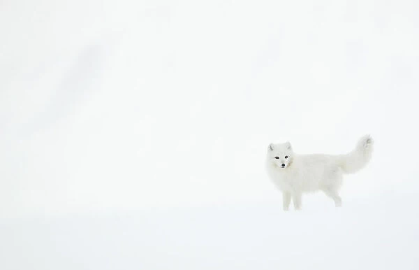 Arctic fox (Alopex lagopus) in snow. Svalbard, Norway. April