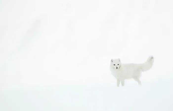 Framed Print : Arctic fox (Alopex lagopus) in snow. Svalbard, Norway. April Framed Print : Arctic fox (Alopex lagopus) in snow. Svalbard, Norway. April
