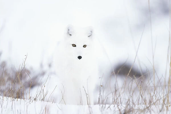 Arctic fox (Alopex lagopus) in snow, Churchill, Canada