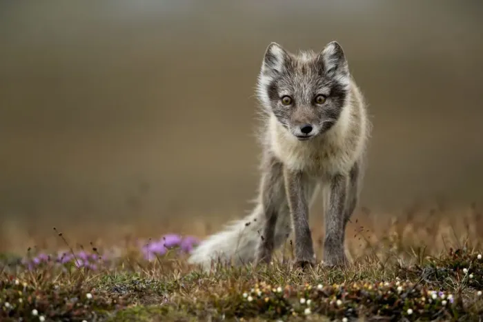Framed Print : Arctic fox (Alopex lagopus) standing in tundra. Svalbard, Norway, July Framed Print : Arctic fox (Alopex lagopus) standing in tundra. Svalbard, Norway, July