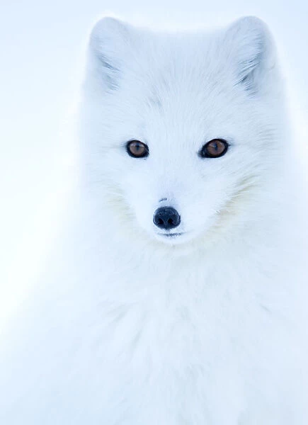 Arctic fox (Alopex lagopus), in winter coat portrait, Svalbard, Norway, April
