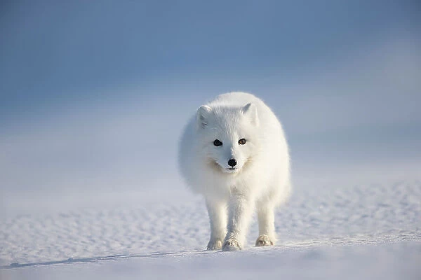 Arctic fox (Alopex lagopus) in winter coat, walking across snow, Svalbard, Norway. April