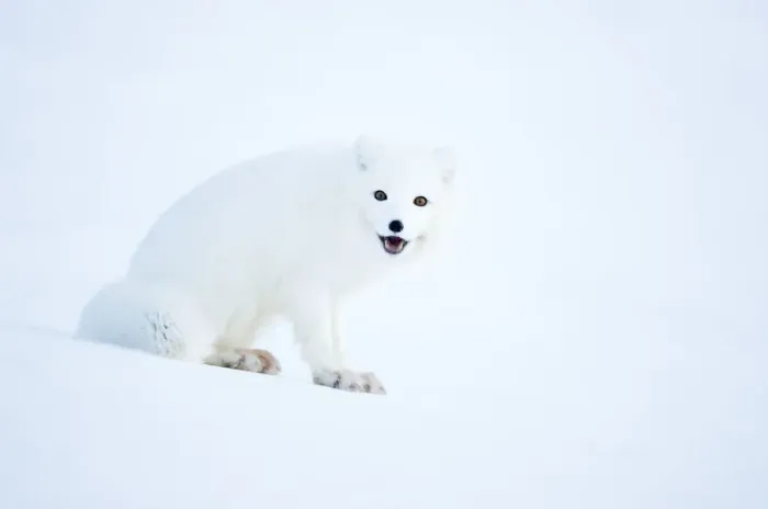 Framed Print : Arctic fox (Alopex lagopus), in winter coat portrait, Svalbard, Norway, April Framed Print : Arctic fox (Alopex lagopus), in winter coat portrait, Svalbard, Norway, April