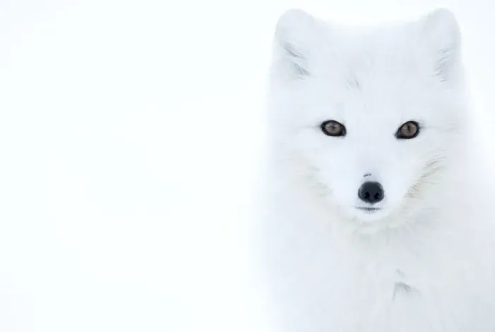 Framed Print : Arctic fox (Alopex lagopus), in winter coat portrait, Svalbard, Norway, April Framed Print : Arctic fox (Alopex lagopus), in winter coat portrait, Svalbard, Norway, April