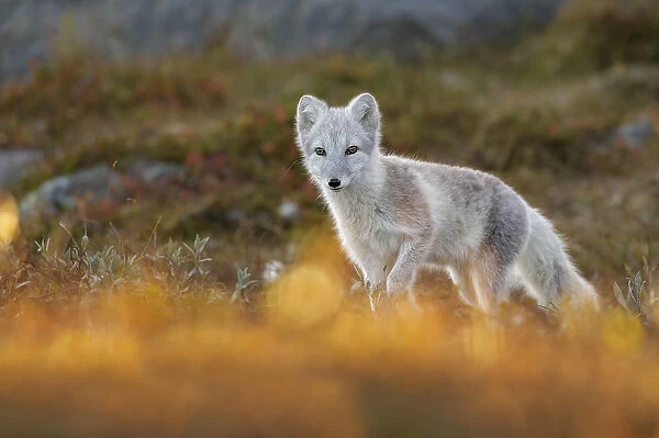 Arctic Fox (Alopex  /  Vulpes lagopus) portrait in early morning light, during moult