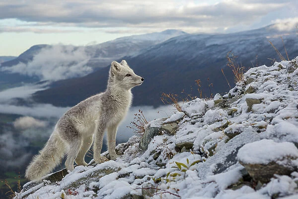 Arctic Fox (Alopex  /  Vulpes lagopus) standing on ridge, during moult from grey summer fur to winter white. Dovrefjell National Park, Norway, September